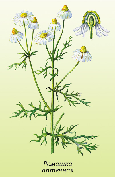 Очищенная ромашка